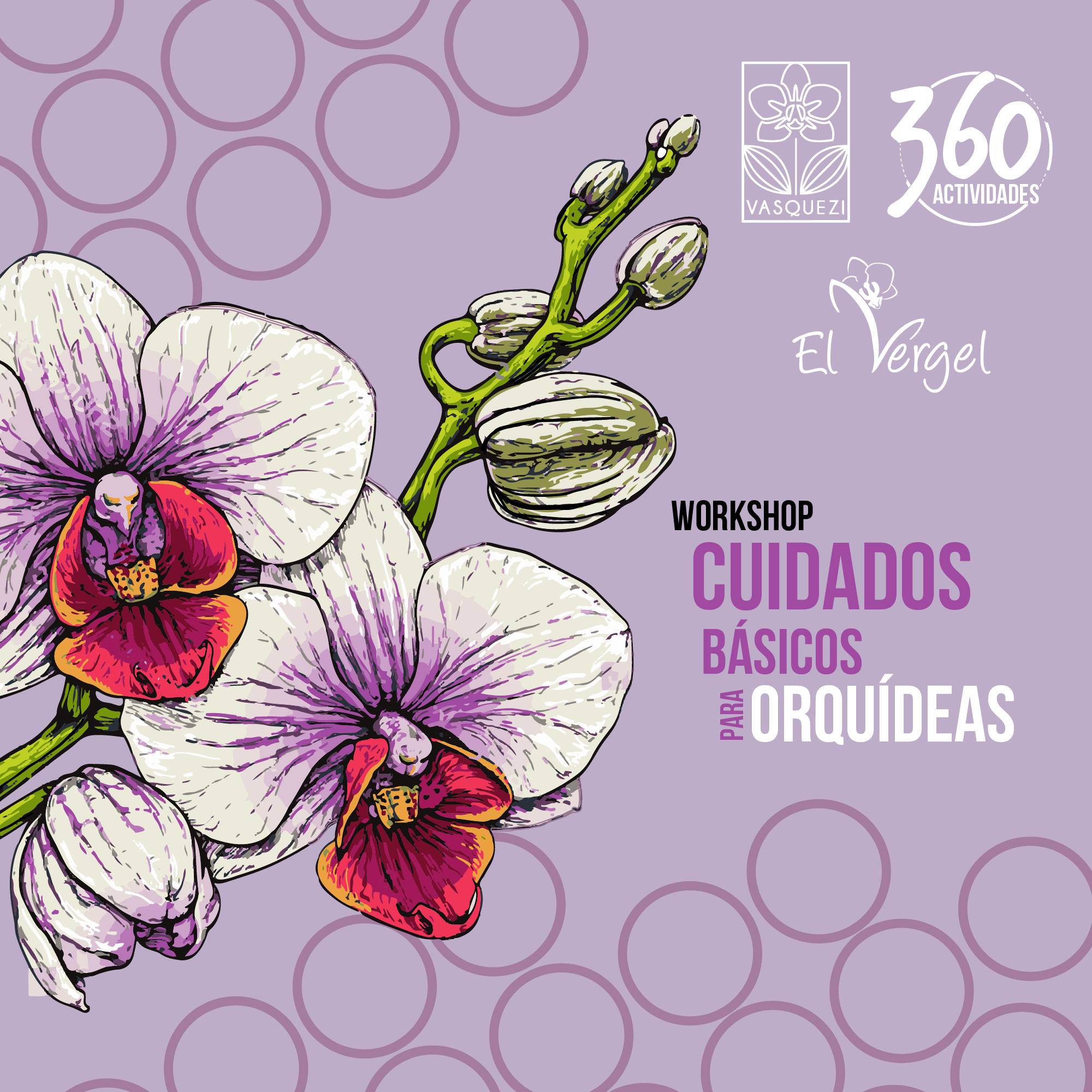 Cuidados Básicos Para Orquídeas